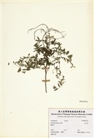 藏品(瓜子金)的圖片